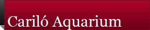 Caril� Aquarium