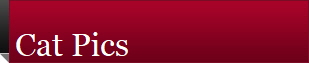 Cat Pics