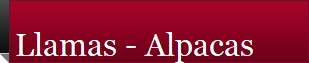 Llamas - Alpacas 