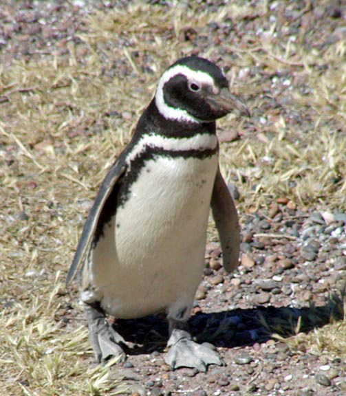 PuertoMadryn-Oct-2003-005-penguin1