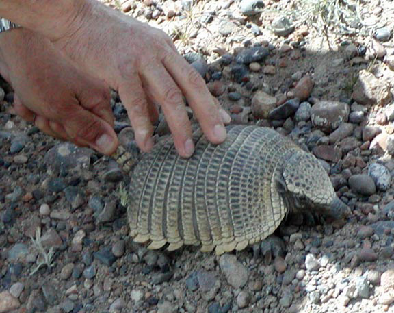 PuertoMadryn-Oct-2003-017-armadillo1