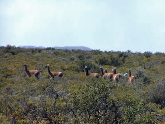 PuertoMadryn-Oct-2003-020-llamas1