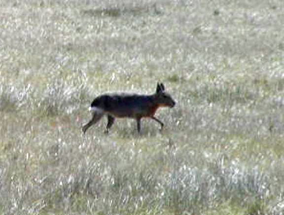 PuertoMadryn-Oct-2003-033-rabbit1