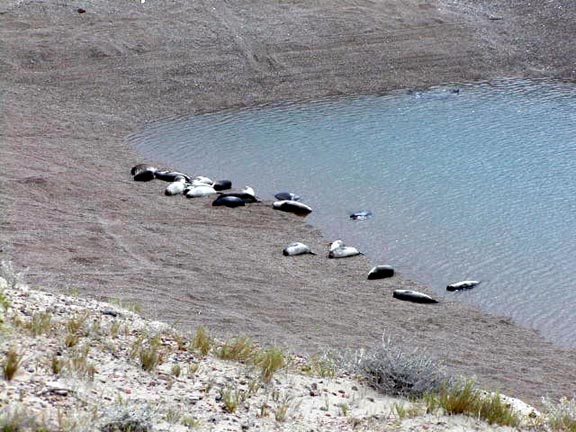 PuertoMadryn-Oct-2003-036-elephantSeals