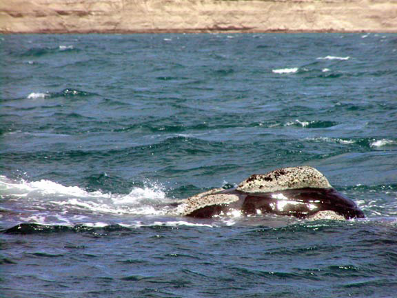 PuertoMadryn-Oct-2003-044-whale1