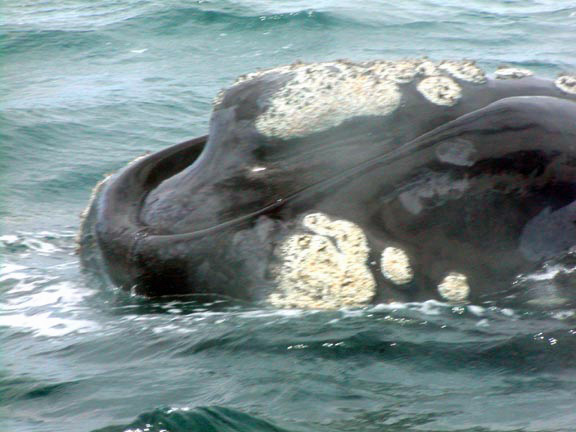 PuertoMadryn-Oct-2003-048-whalehead1