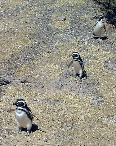 PuertoMadryn-Oct-2003-105-penguinmarch1