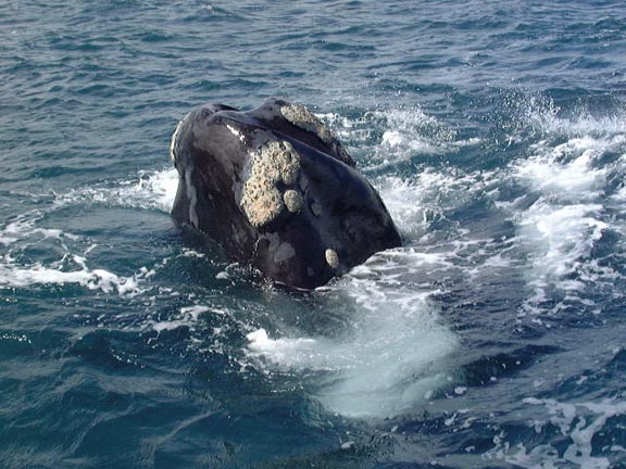 PuertoMadryn-Oct-2003-139-whale