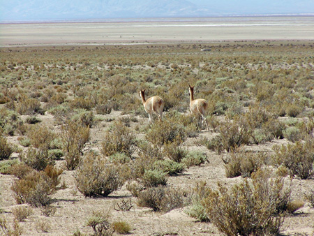 Salta-Apr-03-Ron-142