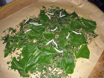 Ron-China-June-2007-1145