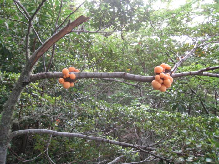 ron-antartica-2008-01-13