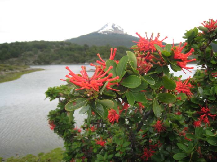 ron-antartica-2008-01-16