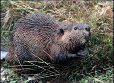 ron-antartica-2008-01-19