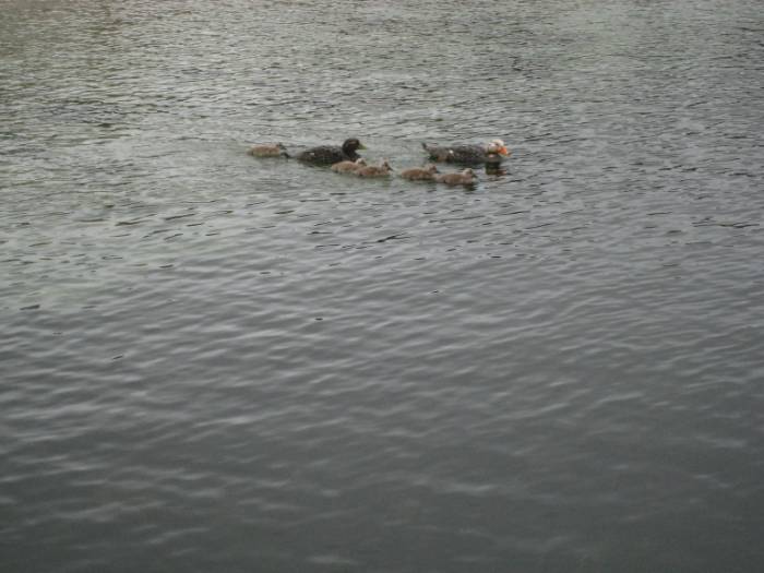 ron-antartica-2008-02-13