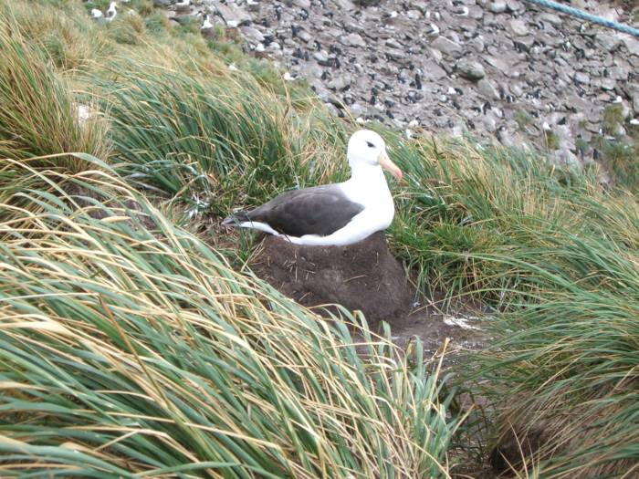 ron-antartica-2008-02-20