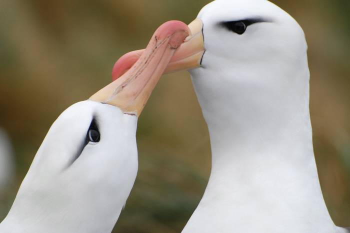 ron-antartica-2008-02-22