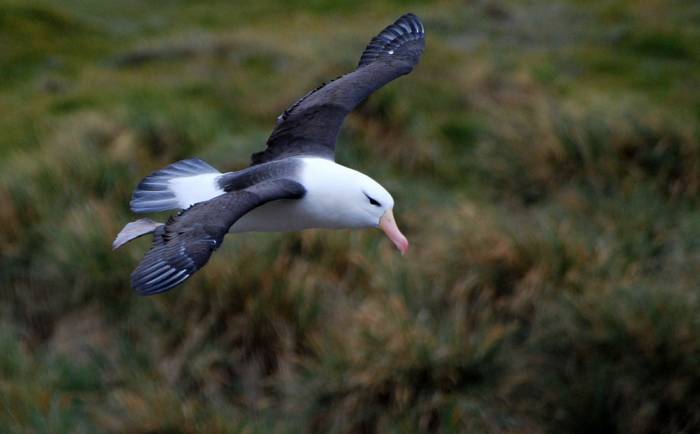 ron-antartica-2008-02-24