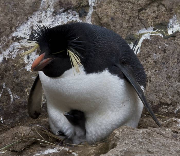 ron-antartica-2008-02-26