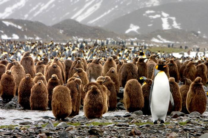 ron-antartica-2008-04-23