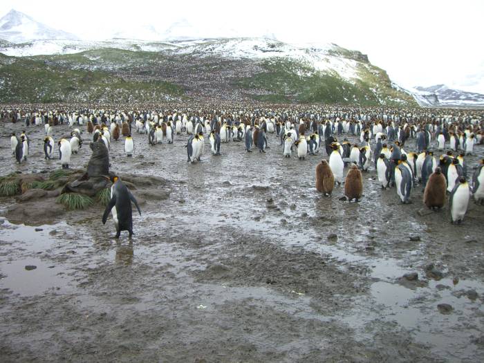 ron-antartica-2008-04-25