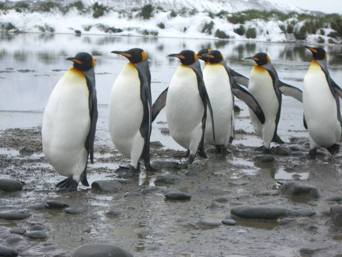 ron-antartica-2008-04-27