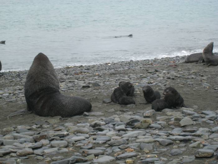 ron-antartica-2008-04-29