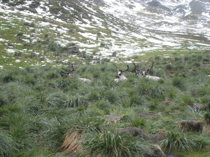 ron-antartica-2008-04-30