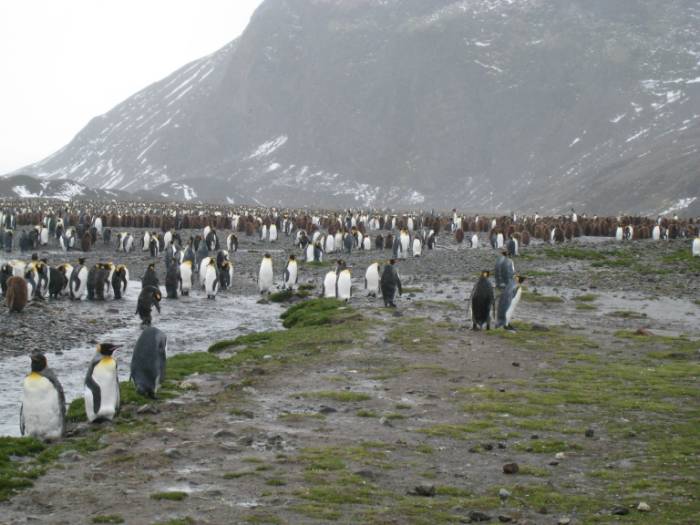 ron-antartica-2008-04-33