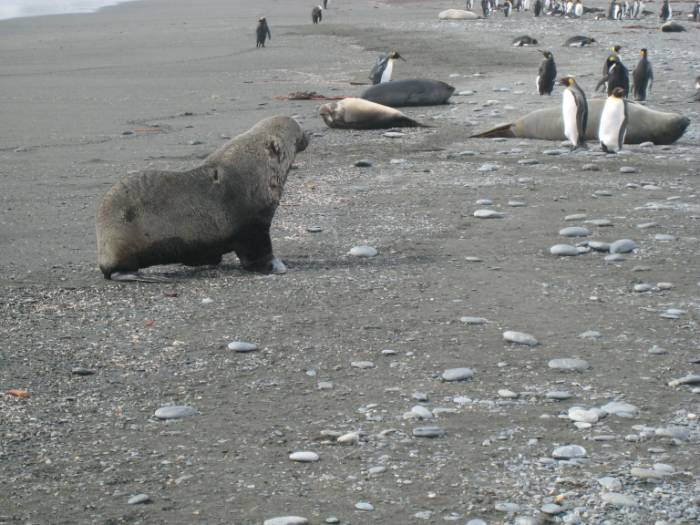 ron-antartica-2008-05-10