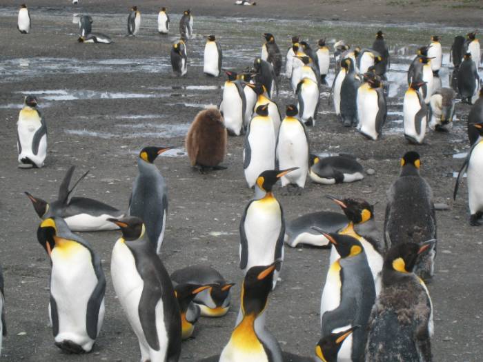 ron-antartica-2008-05-11