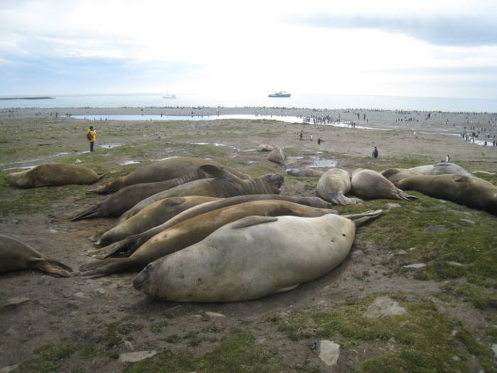 ron-antartica-2008-05-12