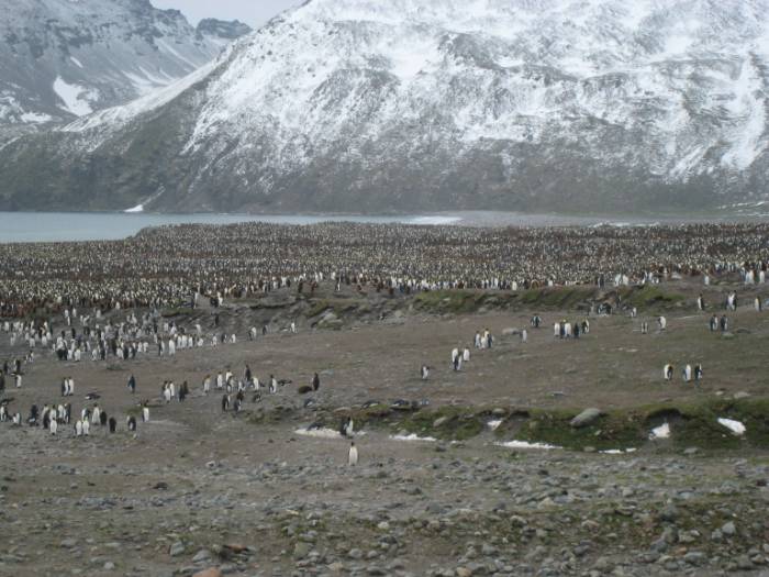 ron-antartica-2008-05-14