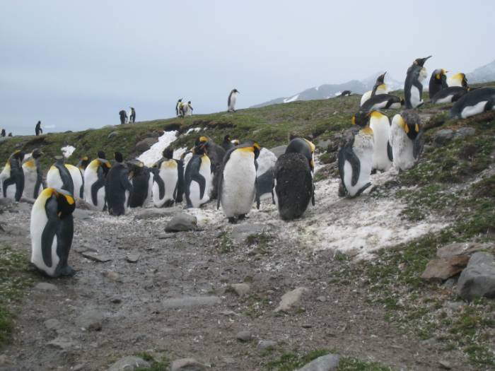 ron-antartica-2008-05-18