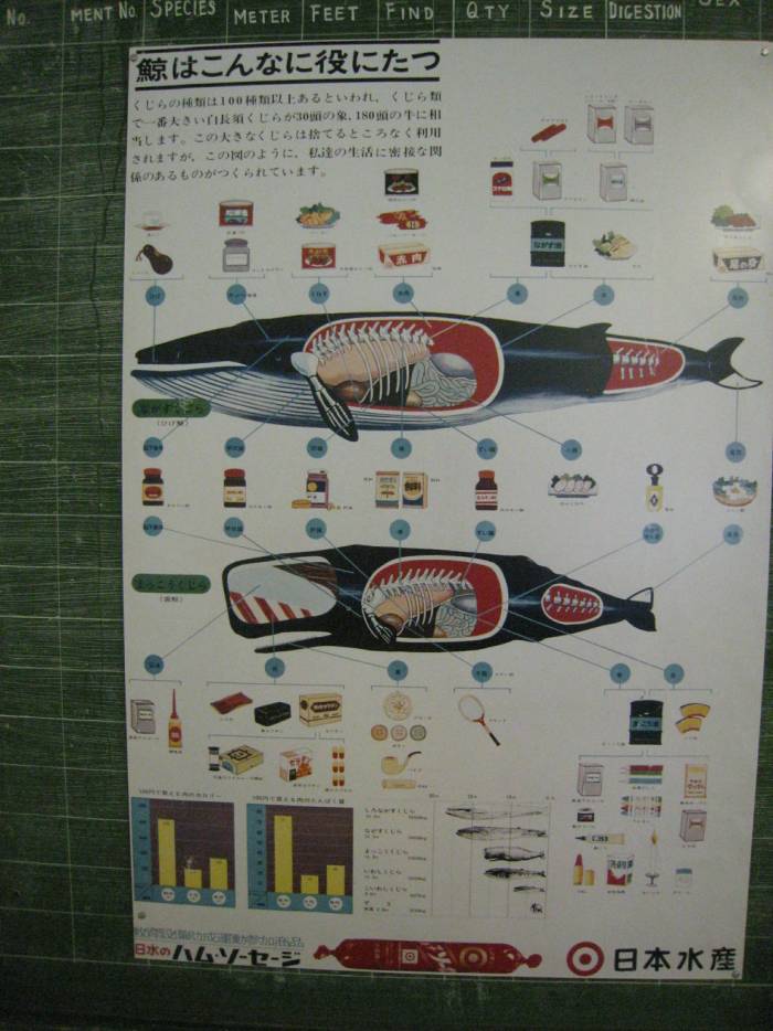 ron-antartica-2008-05-40