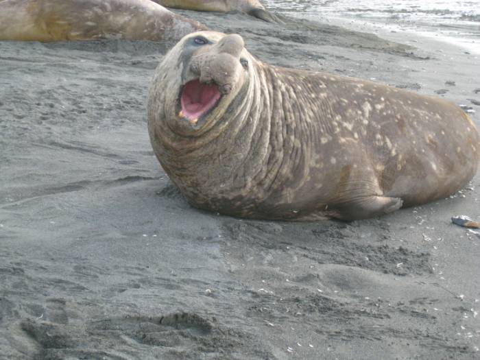 ron-antartica-2008-06-08