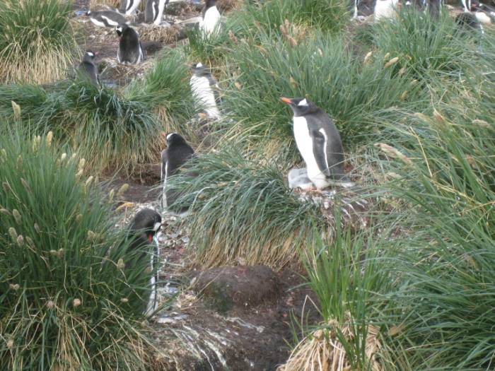 ron-antartica-2008-06-11