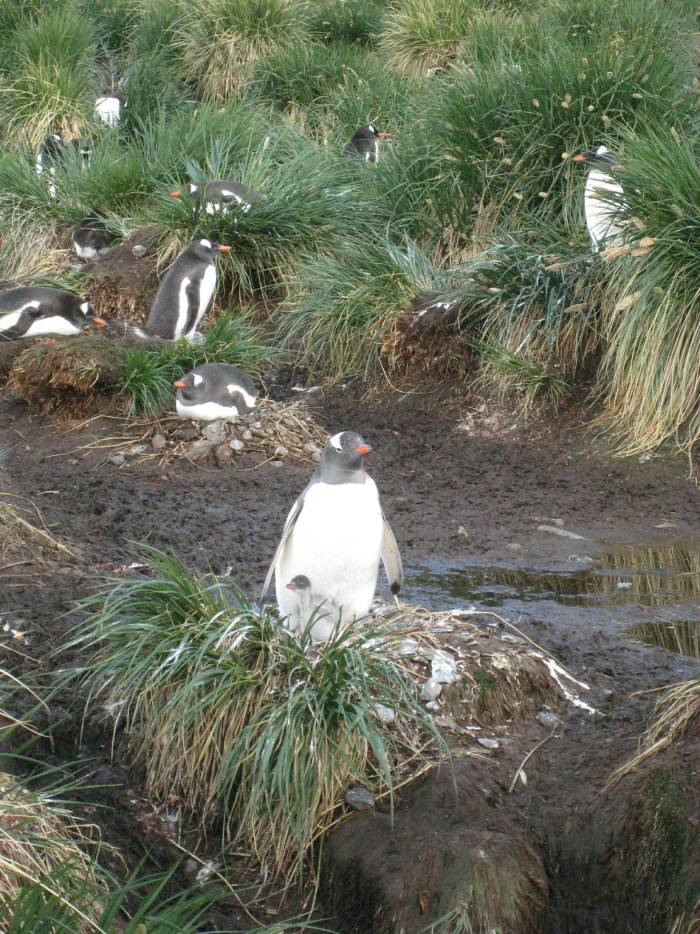 ron-antartica-2008-06-12