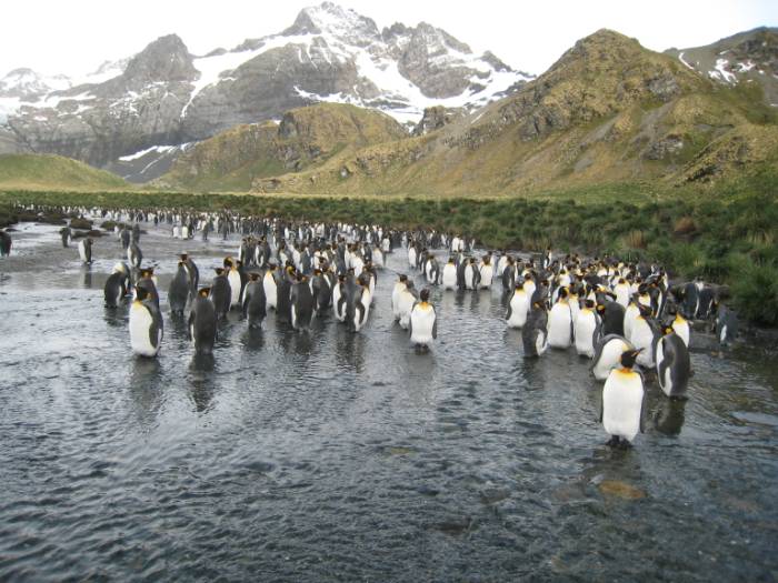 ron-antartica-2008-06-16