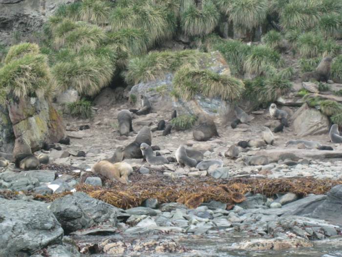 ron-antartica-2008-06-25