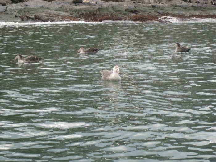 ron-antartica-2008-06-27