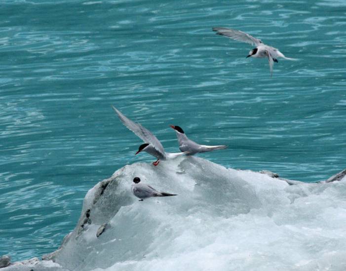 ron-antartica-2008-07-15