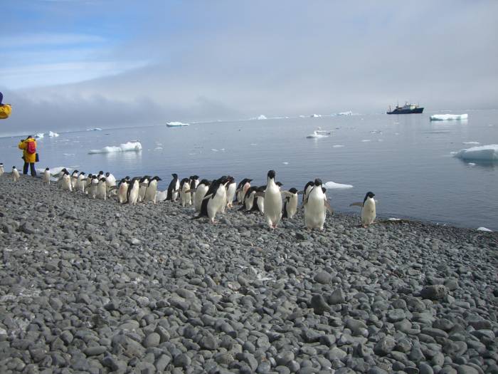 ron-antartica-2008-08-09