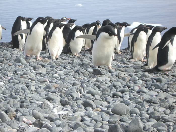 ron-antartica-2008-08-10