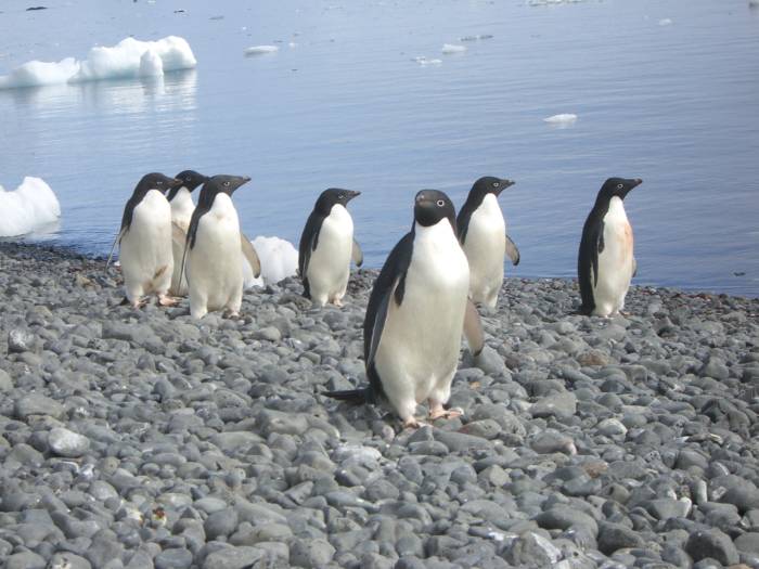 ron-antartica-2008-08-11