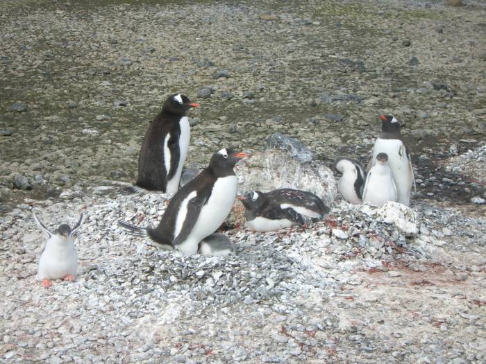 ron-antartica-2008-08-16