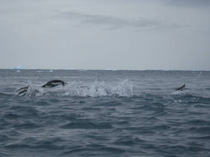 ron-antartica-2008-08-37