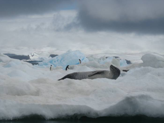 ron-antartica-2008-08-38