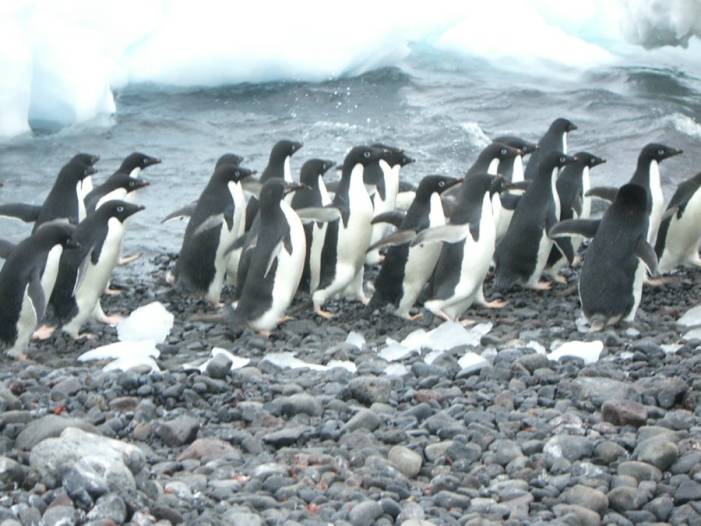 ron-antartica-2008-09-06