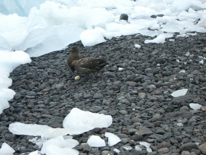 ron-antartica-2008-09-08