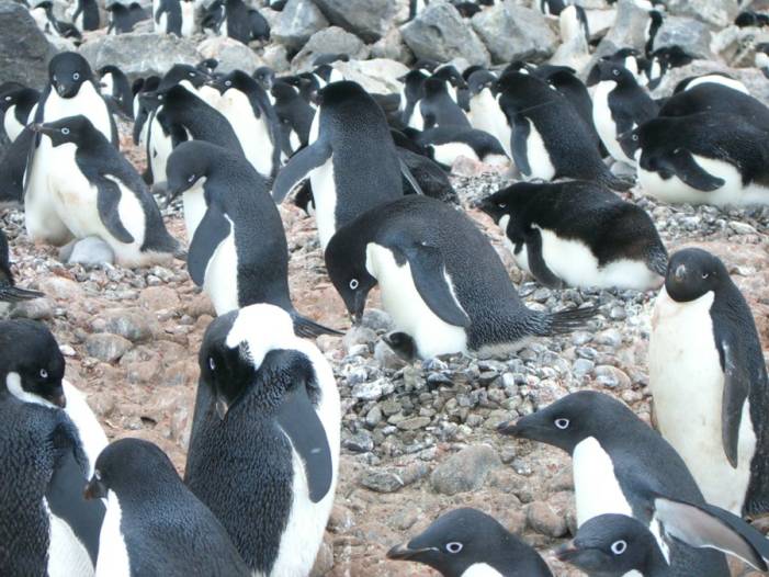 ron-antartica-2008-09-09